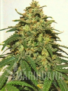G13 Auto