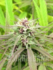 Purple Maroc