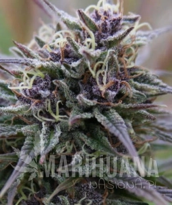 Purple Haze