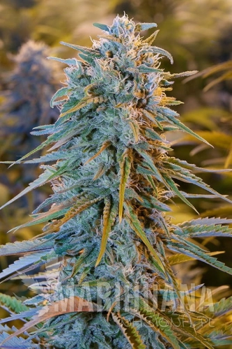 blue-dream.jpg