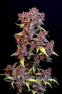 Purple Lemonade Auto