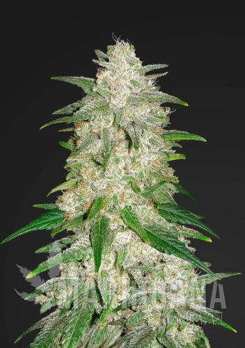 gelato-auto.jpg