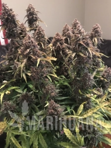 Purple Punch