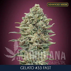 GELATO #33 FAST - ADVANCED SEEDS