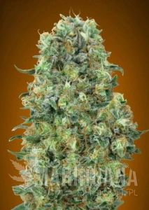 Critical Mass - ADVANCED SEEDS