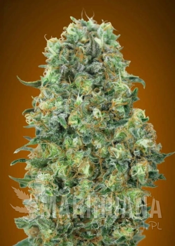 critical_mass.jpg