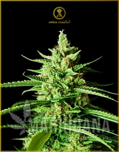 AK-01 - ANACONDA SEEDS