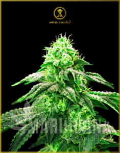 Hypnotic - ANACONDA SEEDS
