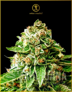 OG Kush - ANACONDA SEEDS