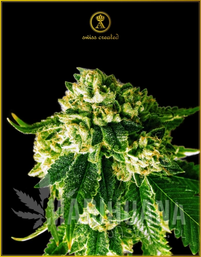 Anaconda_RUSSIAN_GOLD_FEM.jpg