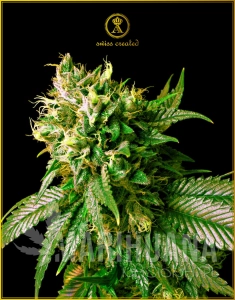 Strong Skunk - ANACONDA SEEDS