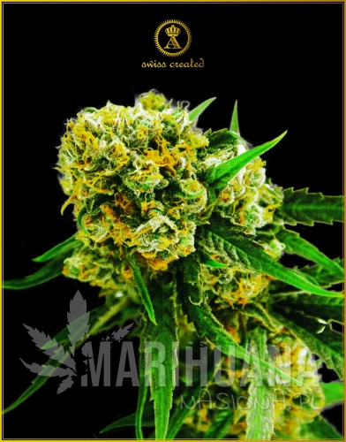 Anaconda_AMNESIA_HAZE_auto.jpg