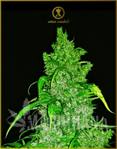 Anaconda Auto - ANACONDA SEEDS