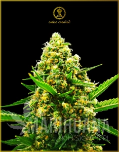Hypnotic Auto - ANACONDA SEEDS