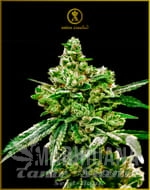 White Widow - ANACONDA SEEDS