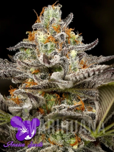 strain1 (3).jpg
