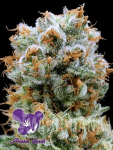 Bola Mintz - ANESIA SEEDS
