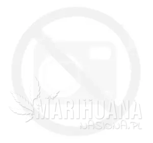 Amnesia Haze (Fast Version)